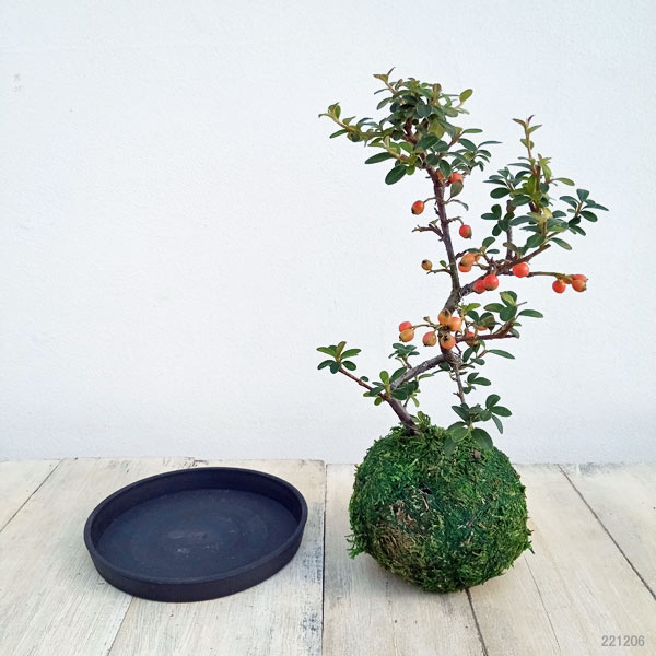 ハイシタンの苔玉仕立て 受け皿付き