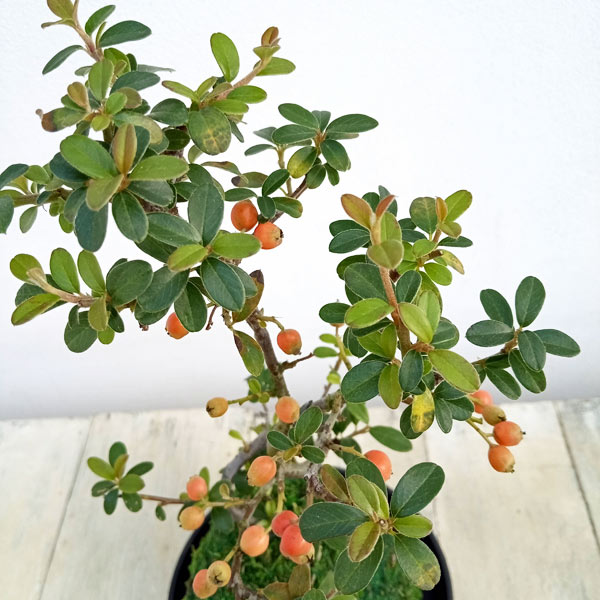 ハイシタンの苔玉仕立て 受け皿付き