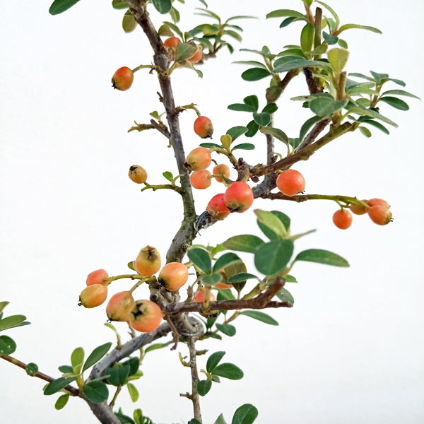 ハイシタンの苔玉仕立て 受け皿付き
