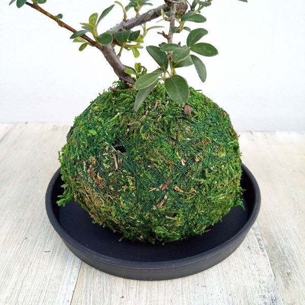 ハイシタンの苔玉仕立て 受け皿付き