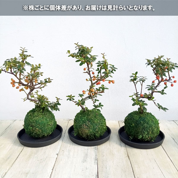 ハイシタンの苔玉仕立て 受け皿付き