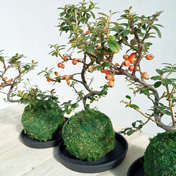 ハイシタンの苔玉仕立て 受け皿付き