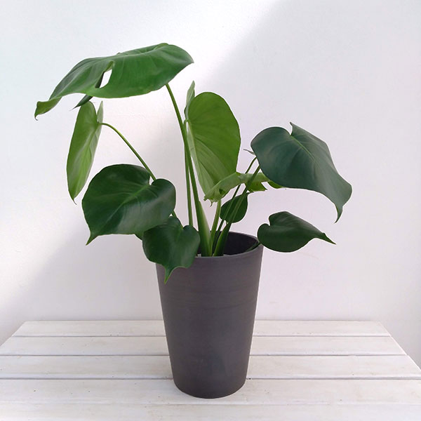 園芸ネット本店｜モンステラ6号鉢植え／ステータスハイポット入り の