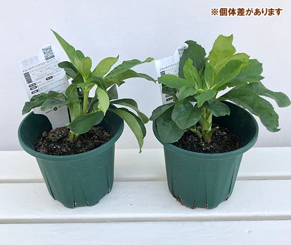 園芸ネット本店｜クリスマスローズ：*エレガンスハニーワイン5号鉢 の