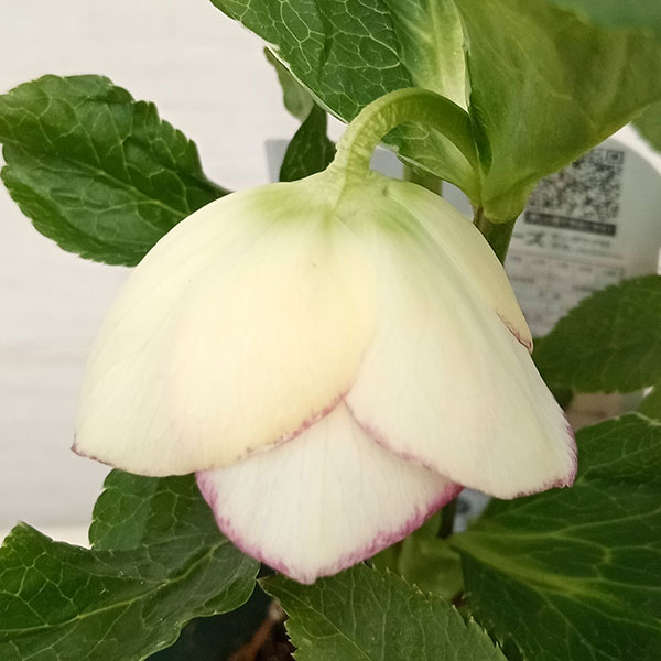 園芸ネット本店｜クリスマスローズ：*エレガンスハニーワイン5号鉢 の