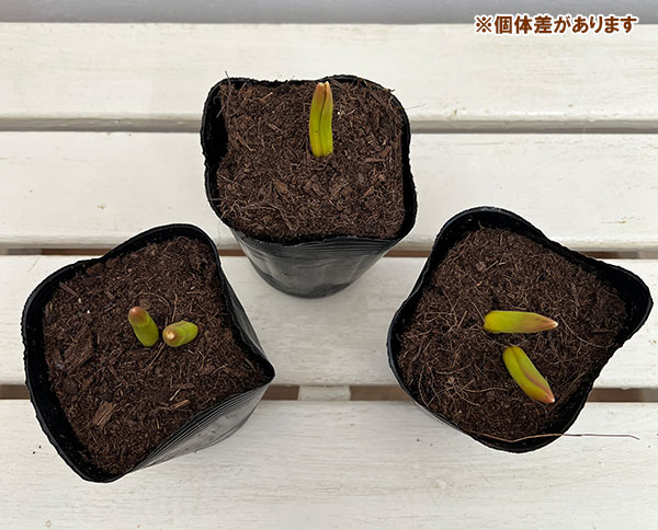 チューリップ:冬咲き・アイスチューリップ トリプルA 3球植え3.5号ポット