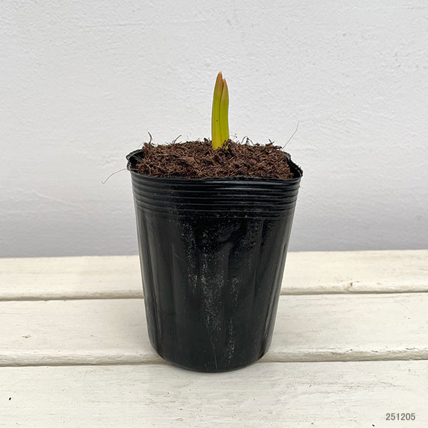 チューリップ:冬咲き・アイスチューリップ トリプルA 3球植え3.5号ポット