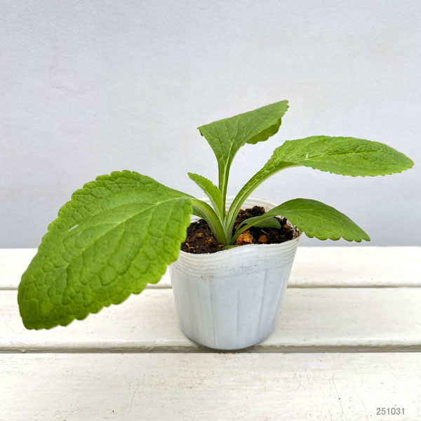 ジギタリス：キャメロットホワイト3.5号ポット