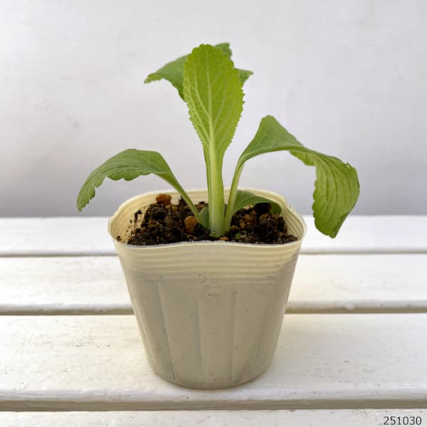 ジギタリス：キャメロットクリーム3.5号ポット