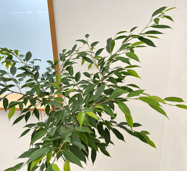 [送料無料]フィカス：ベンジャミン　ヌダ　9号鉢植え