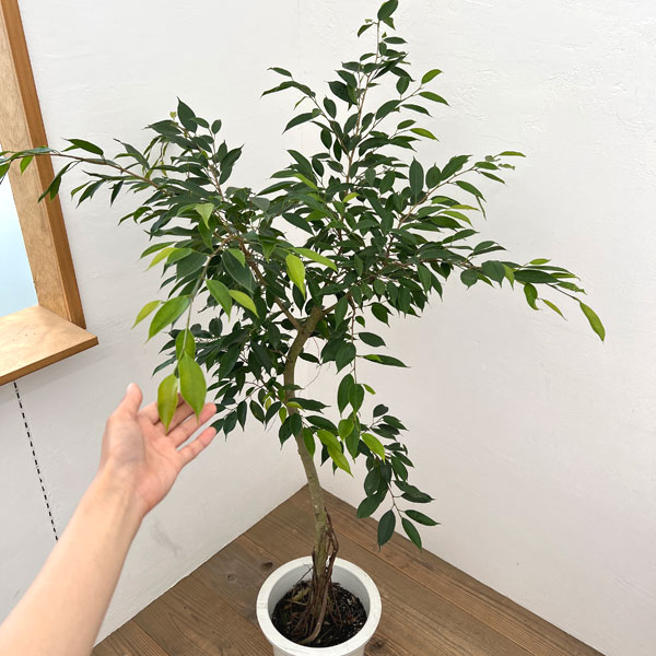 [送料無料]フィカス：ベンジャミン　ヌダ　9号鉢植え
