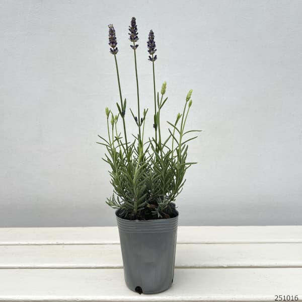 ラベンダー:ブルースピア3号ポット