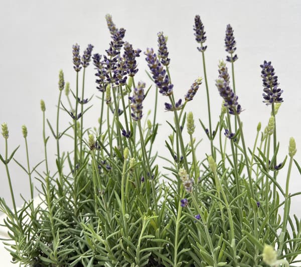 ラベンダー:ブルースピア3号ポット