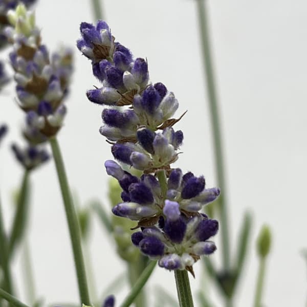 ラベンダー:ブルースピア3号ポット