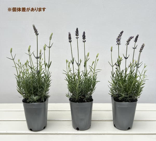 ラベンダー:ブルースピア3号ポット