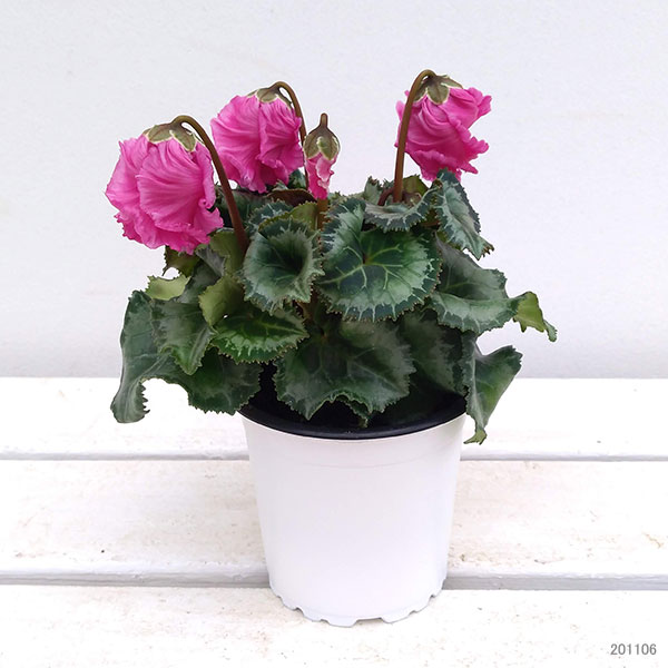 シクラメン:クロシェット(濃ピンク系)3号ポット