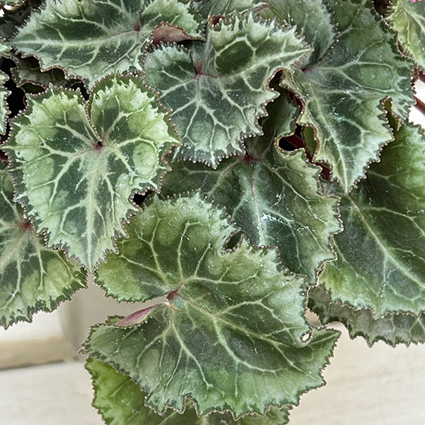 シクラメン:クロシェット(濃ピンク系)3号ポット