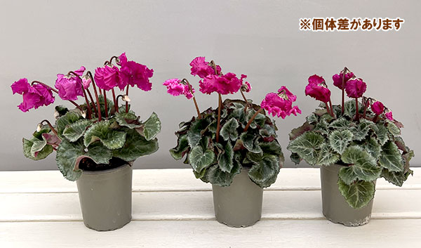 シクラメン:クロシェット(濃ピンク系)3号ポット