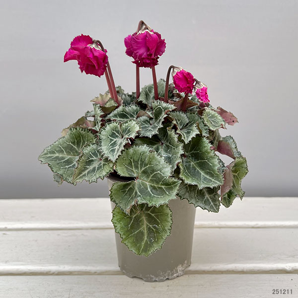 シクラメン:クロシェット(濃ピンク系)3号ポット