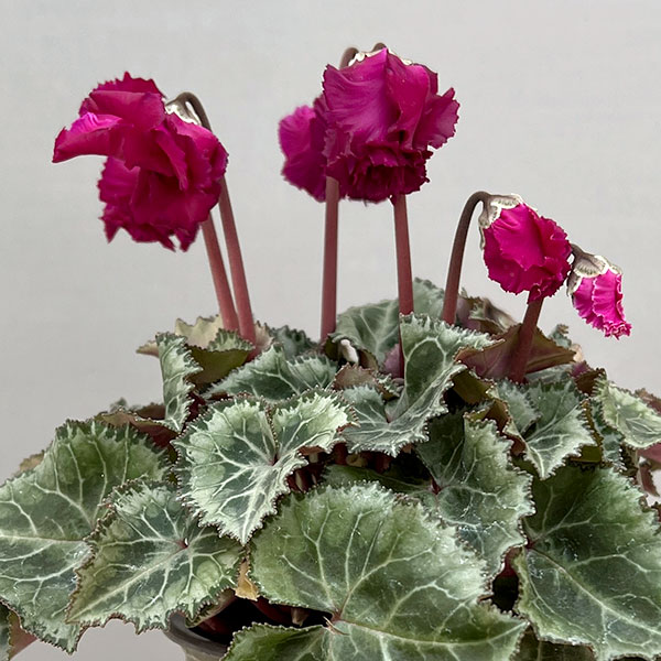 シクラメン:クロシェット(濃ピンク系)3号ポット