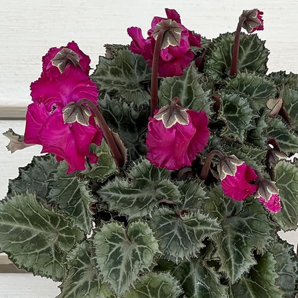 シクラメン:クロシェット(濃ピンク系)3号ポット