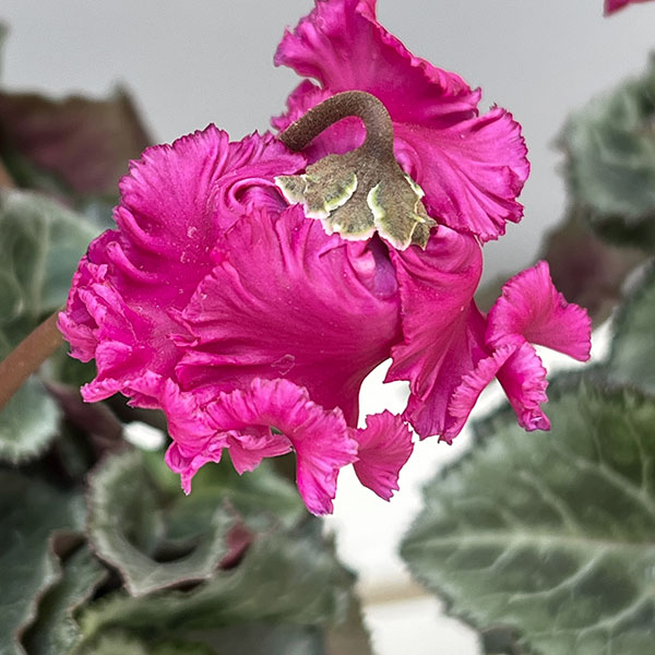 シクラメン:クロシェット(濃ピンク系)3号ポット