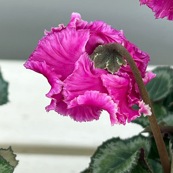 シクラメン:クロシェット(濃ピンク系)3号ポット