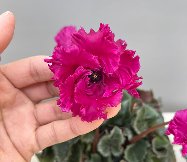 シクラメン:クロシェット(濃ピンク系)3号ポット