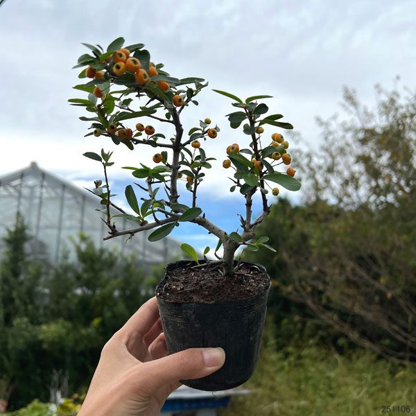 ピラカンサ:黄実3号ポット