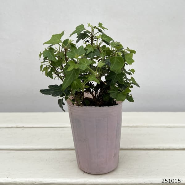 ヘデラ（アイビー）：ダックフット2.5号ポット 2株セット