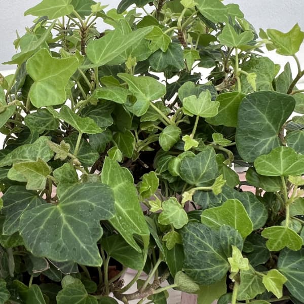 ヘデラ（アイビー）：ダックフット2.5号ポット 2株セット