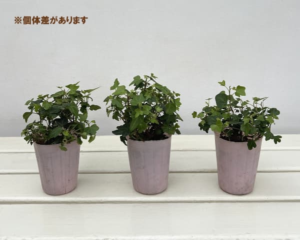 ヘデラ（アイビー）：ダックフット2.5号ポット 2株セット