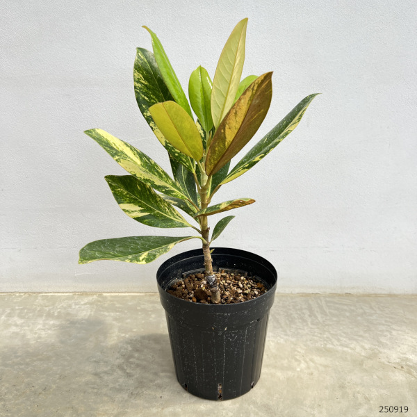 斑入りタイサンボク6号ポット