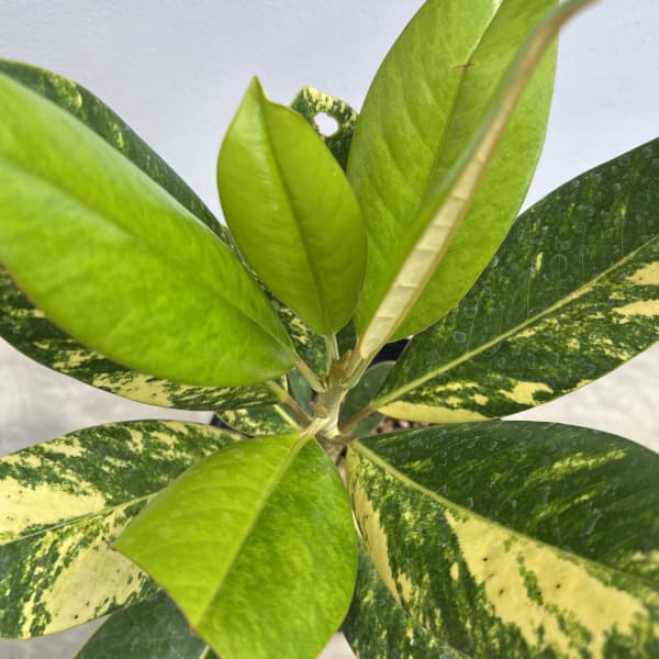 斑入りタイサンボク6号ポット