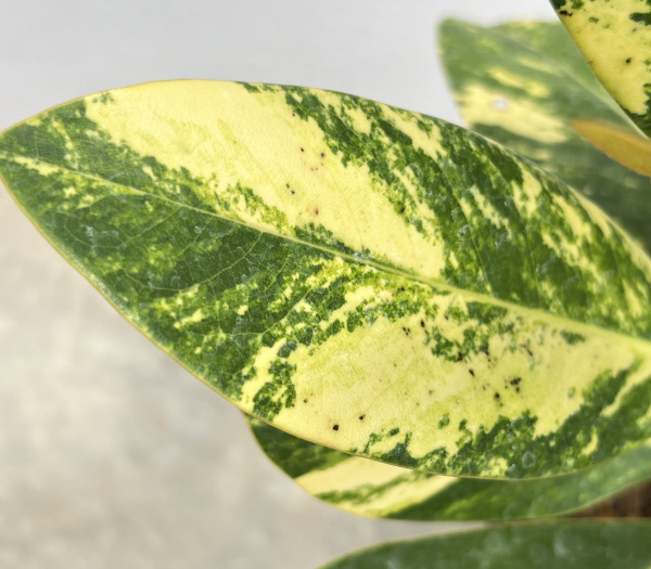 斑入りタイサンボク6号ポット