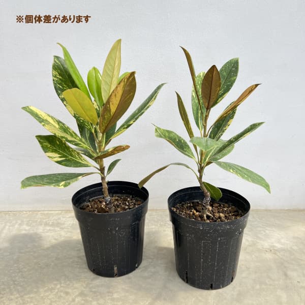 斑入りタイサンボク6号ポット