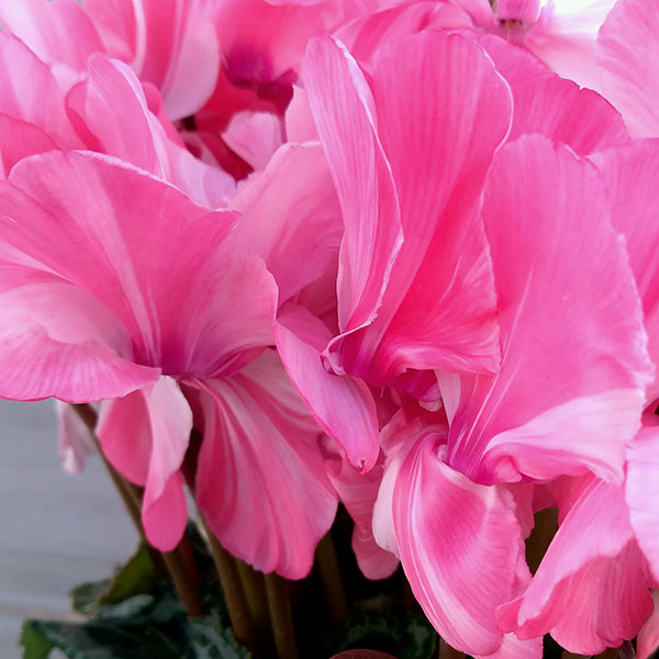 園芸ネット本店｜シクラメン：ミルキーガール4号鉢植え の通販【公式】