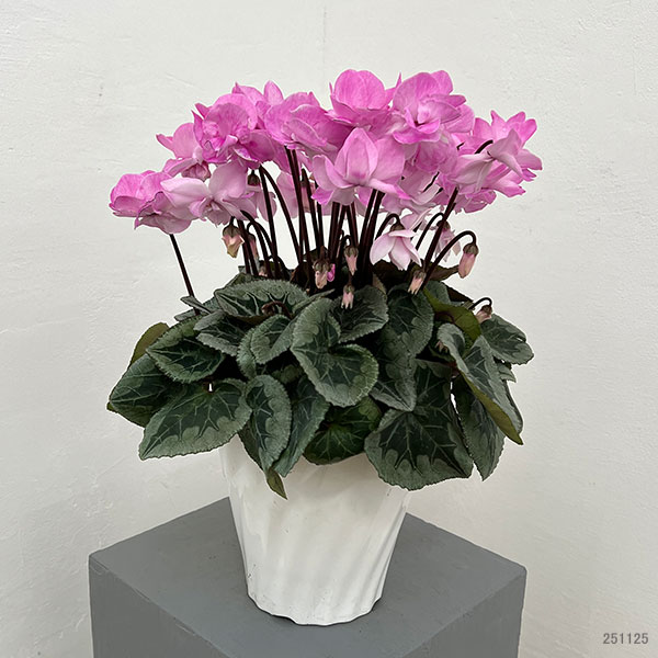 園芸ネット本店｜シクラメン：フェアリーピコ ストロベリーフラッペ5号