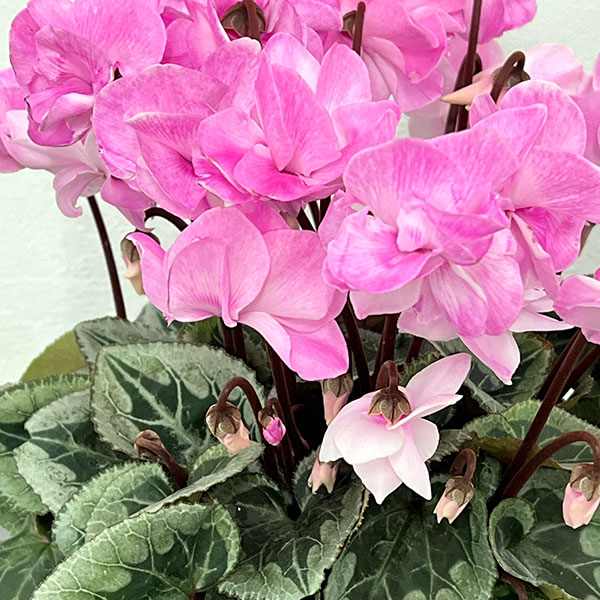 園芸ネット本店｜シクラメン：フェアリーピコ ストロベリーフラッペ5号