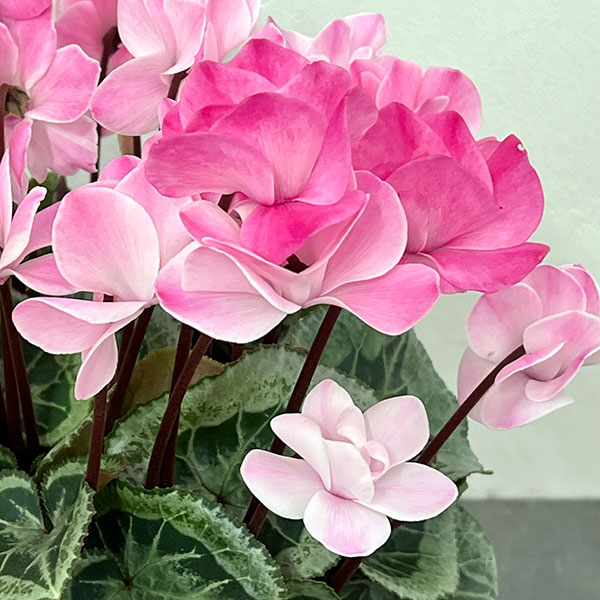 園芸ネット本店｜シクラメン：フェアリーピコ ストロベリーフラッペ5号