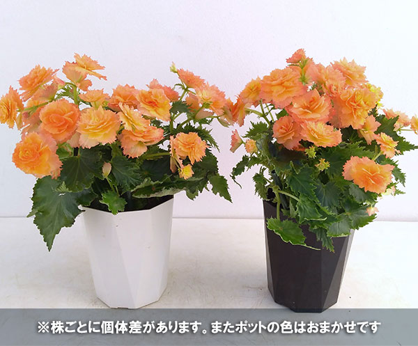 ×エラチオールベゴニア：ルネッサンスプットネオ（NEO）4号鉢植え