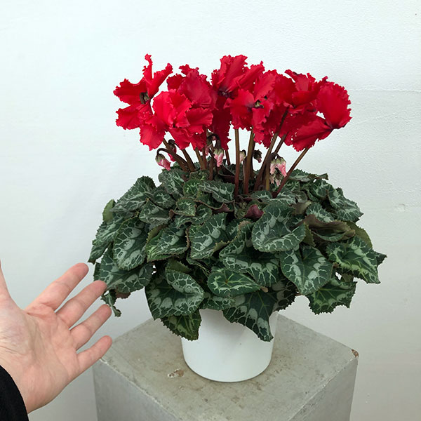シクラメン:ハリオス カーリーブライトスカーレット5号鉢植え
