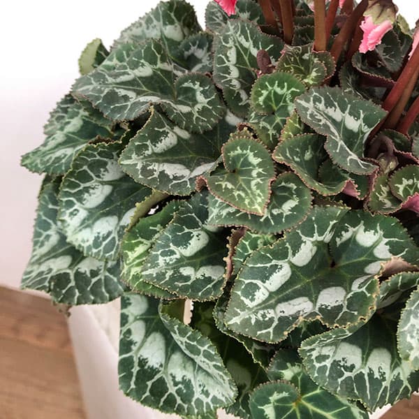 シクラメン:ハリオス カーリーブライトスカーレット5号鉢植え