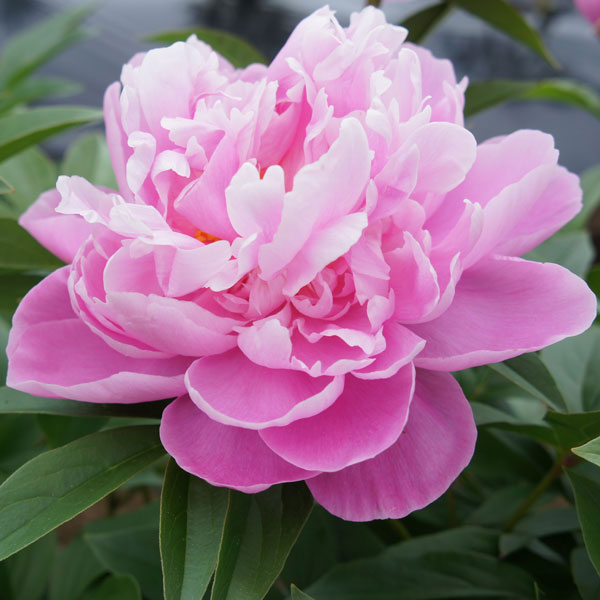 シャクヤク(芍薬):春の粧4号ポット(はるのよそおい)