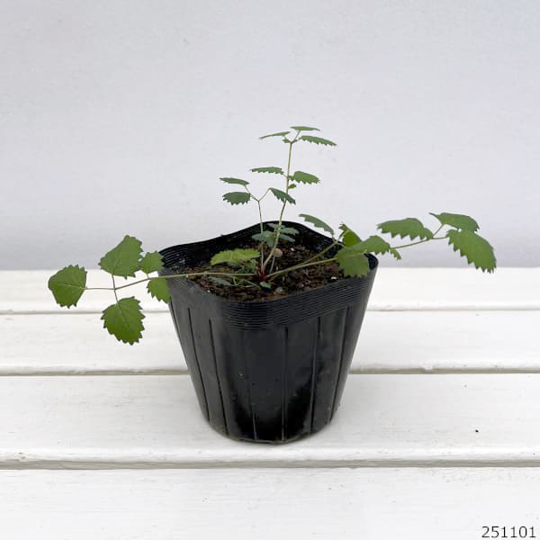 ワレモコウ（吾亦紅）3.5号ポット