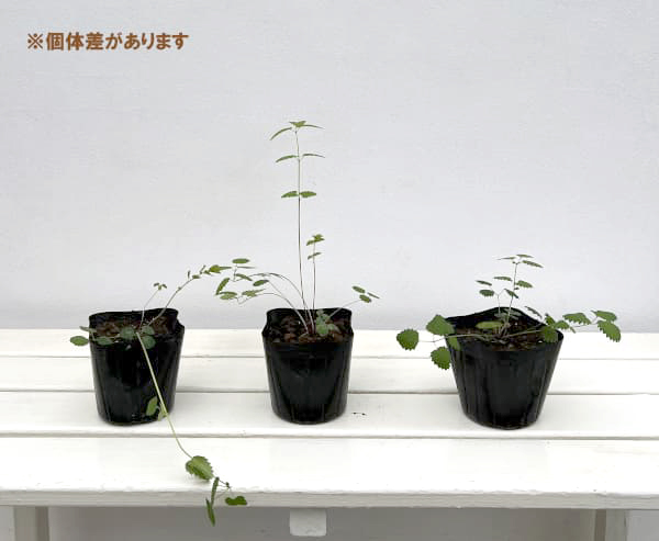 ワレモコウ（吾亦紅）3.5号ポット