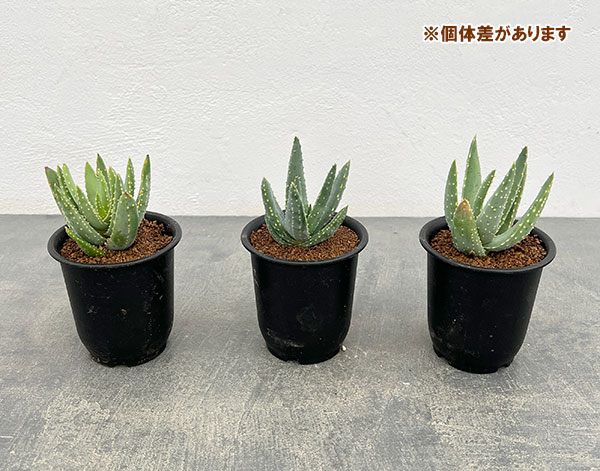 アロエ:ディコトマ3号ポット