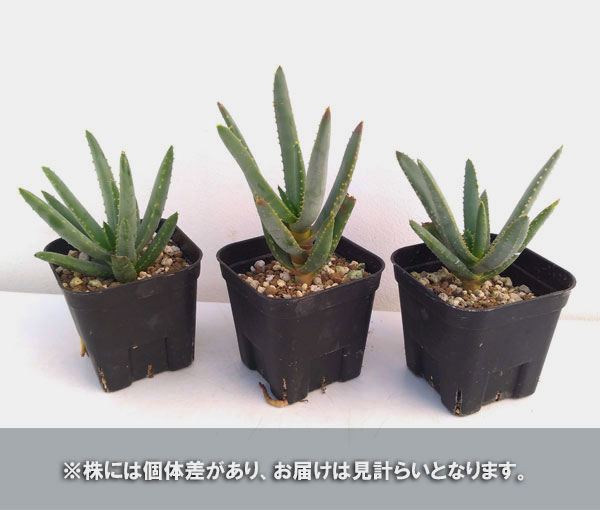 アロエ:ラモシシマ 3号ポット