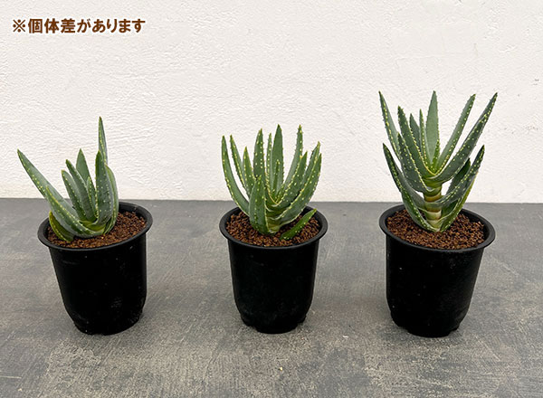アロエ:ラモシシマ 3号ポット
