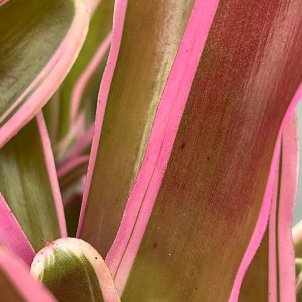 ネオレゲリア:ファイヤーボール(斑入り)5号鉢植え*